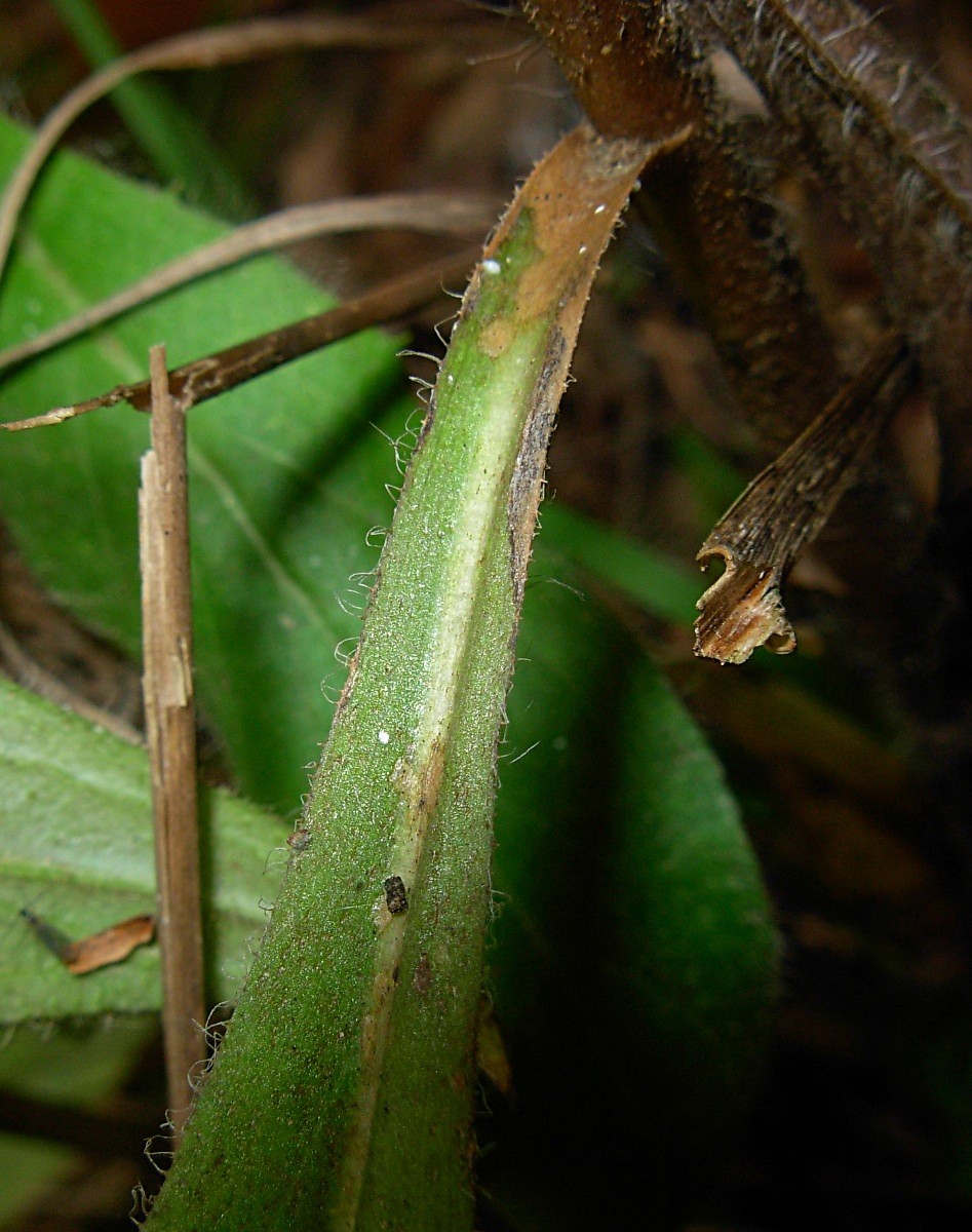 Hieracium neoplatyphyllum Gottschl.